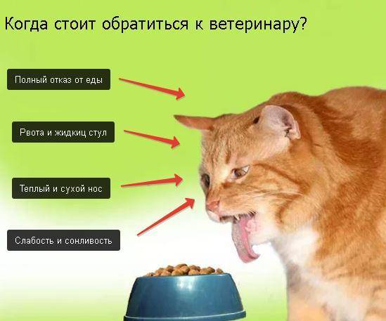 Сколько кошка может прожить без еды до смерти