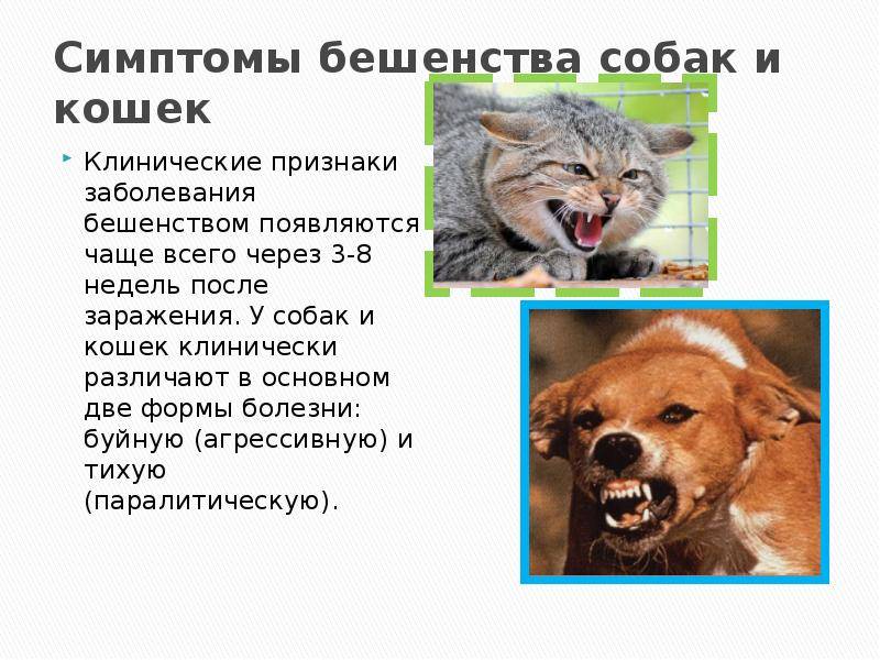 Бешенство у кошек: признаки, симптомы, формы и профилактика