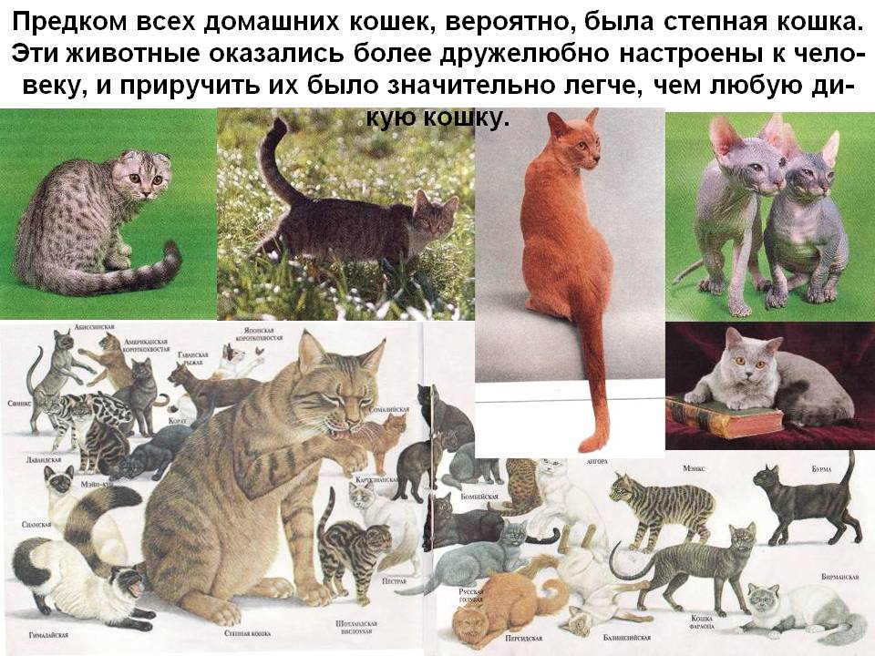 Коты раньше. Предок домашней кошки. Дикий предок кошки домашней. Прародитель домашних кошек. Эволюция домашней кошки.