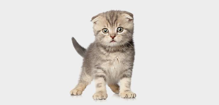 Как выбрать котенка британской кошки – советы и рекомендации