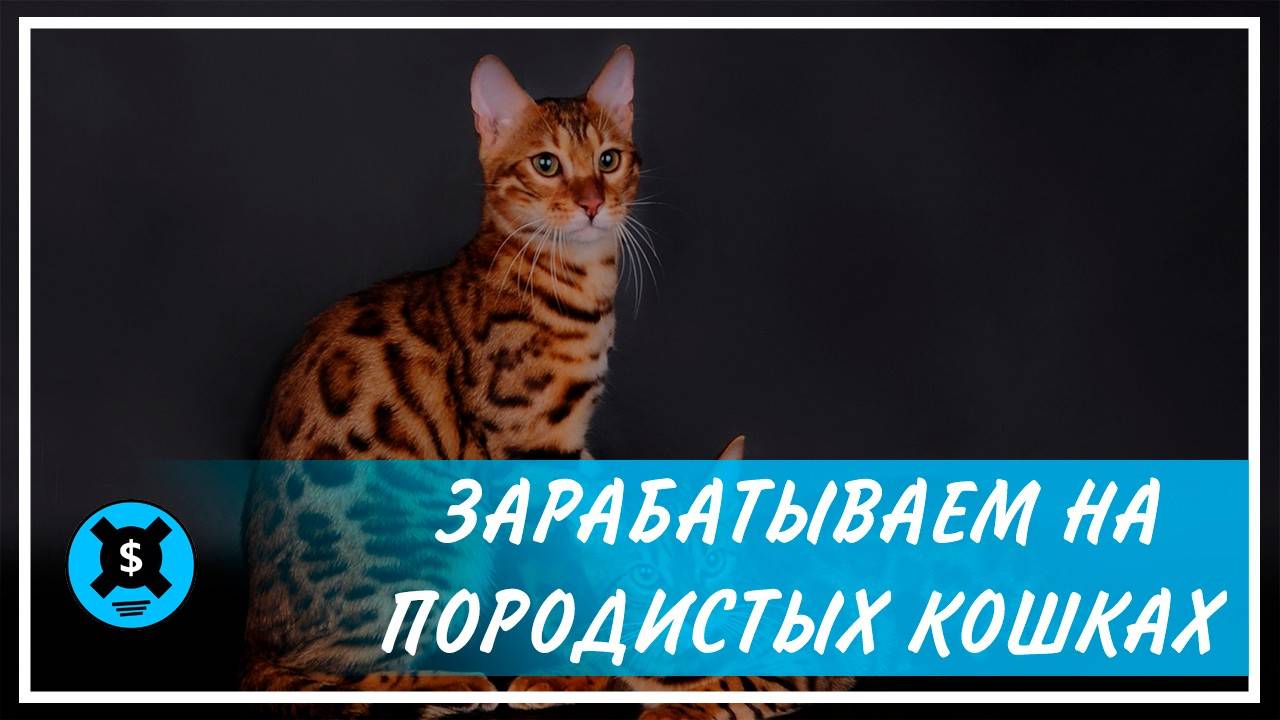 Топ-7 советов для покупки породистого котенка