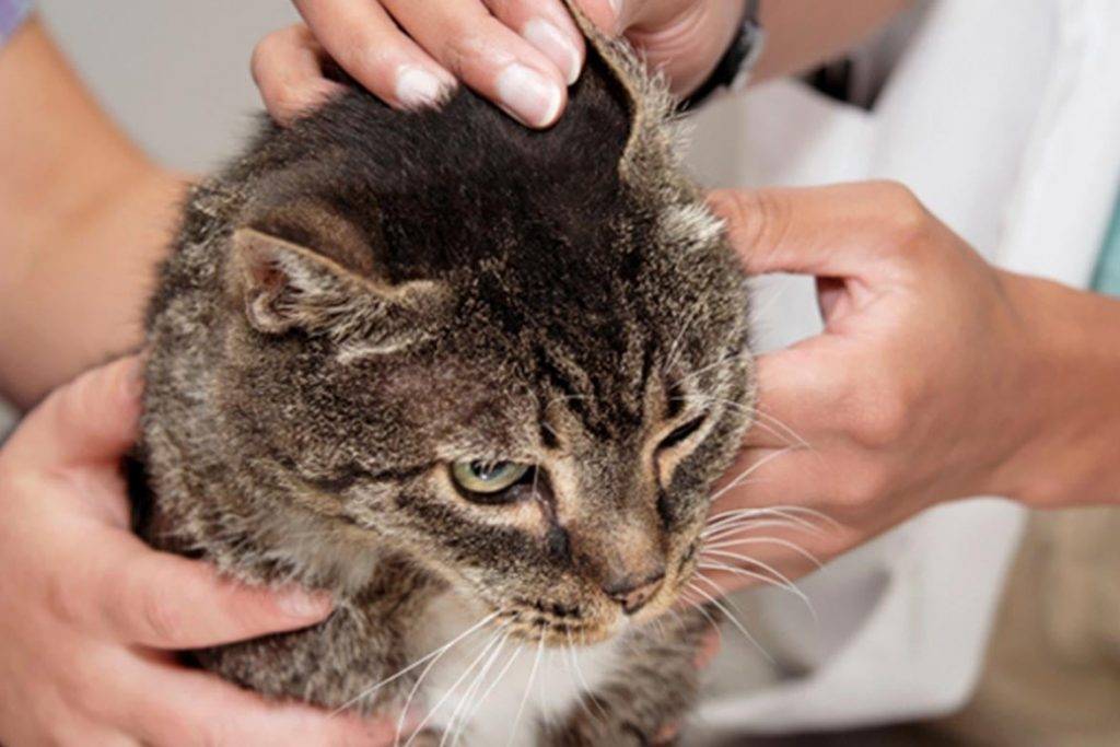 Ушной клещ у кошек лечение в домашних условиях. народные методы лечения ушного клеща.