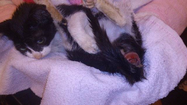 Эффективные способы лечения геморроя котов и котят в домашних условиях