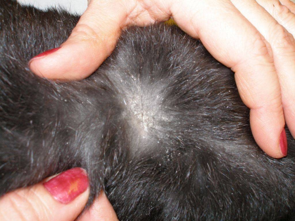 У кошки выпадает шерсть клоками по всему телу: что делать в домашних условиях