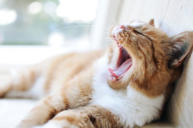 Почему зевают люди, дети и животные - зоомир