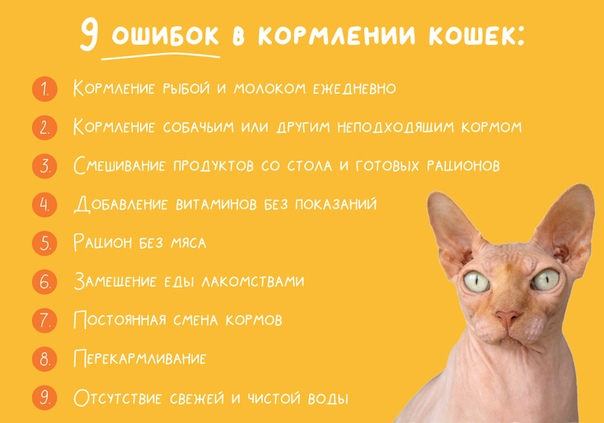 Какие продукты давать кошке. Рацион питания кота. Рацион питания котенка. Ratsion Koshka. Рацион кота в день.