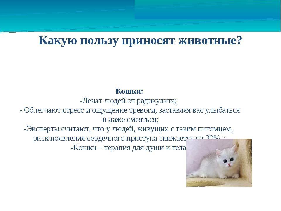 Как кошки воспринимают людей? почему кошки мнут лапами человека - psychbook.ru