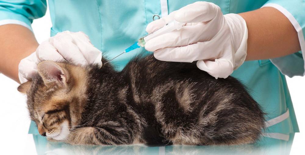Как вывести глистов у кошки в домашних условиях: эффективные лекарства, чтобы проглистогонить питомца
