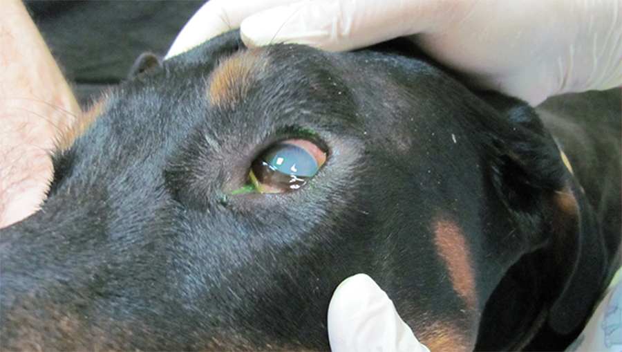 Пироплазмоз у собак: последствия, осложнения после лечения