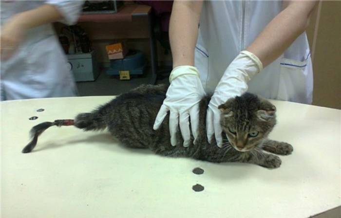 Сальный хвост у кота: причины и лечение (фото)