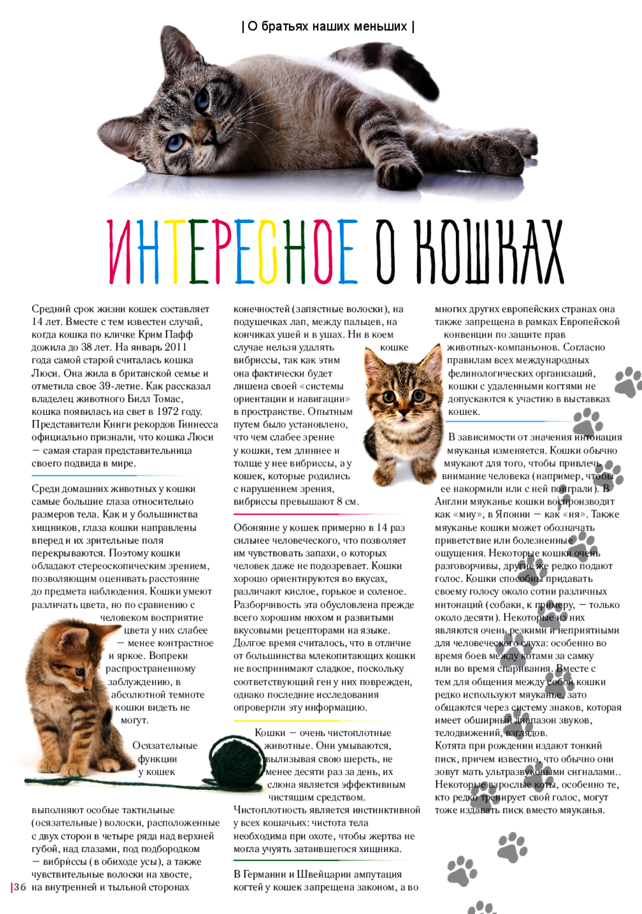 Британская короткошёрстная кошка - фото, окрасы, описание породы и характера