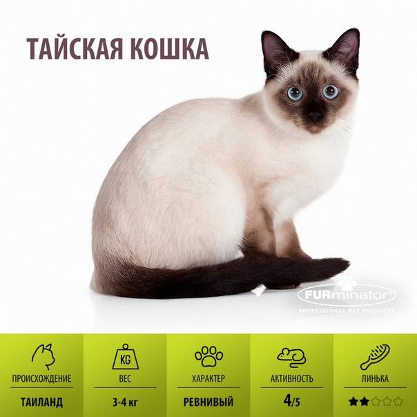 Тайская кошка описание породы и характера. окрасы тайских кошек