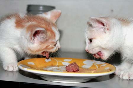 Какой корм подходит для кошек с заболеваниями печени