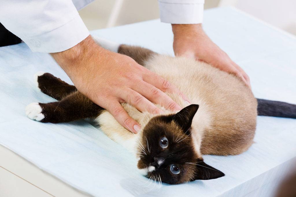 Подготовка кошки к стерилизации: что нужно сделать перед, рекомендации, советы ветеринаров, основные правила и послеоперационный уход