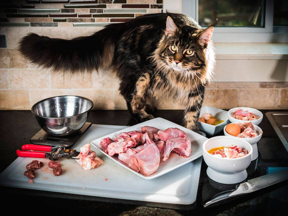 Как правильно кормить кота сухим кормом?