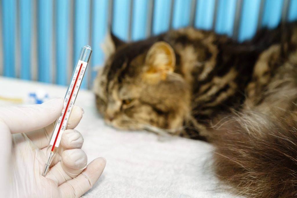 Тепловой удар у кошек: симптомы и что делать
