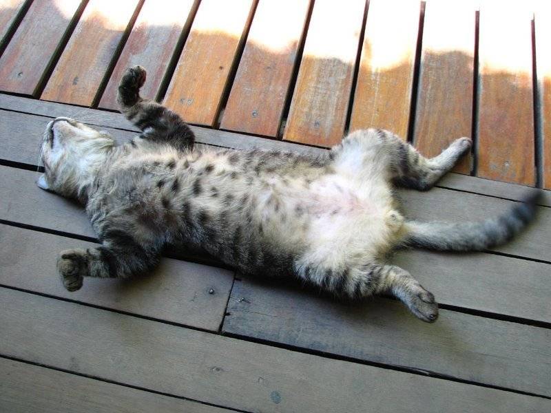 Почему кот лежит на спине — почему кошки катаются по полу?