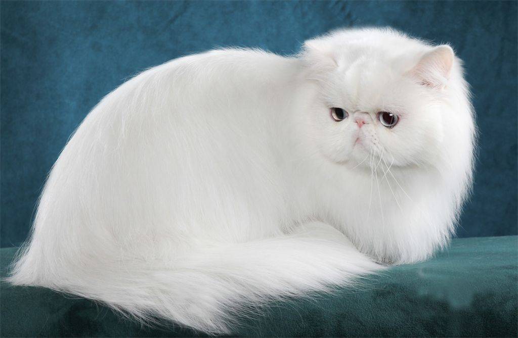 Породы белых кошек - kisa.su