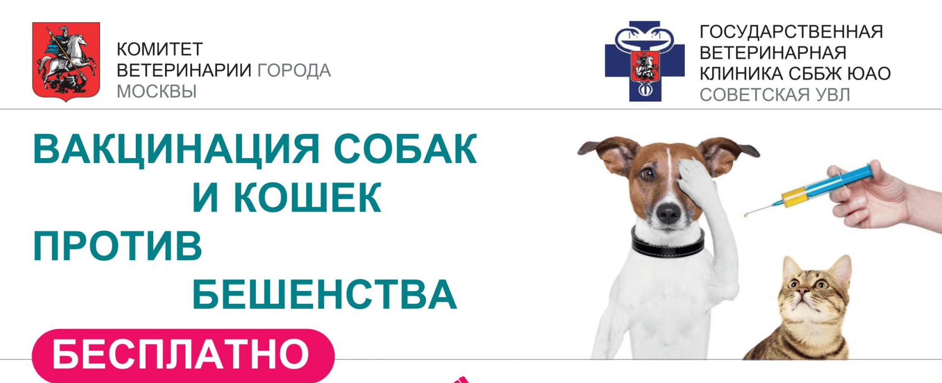 Прививка от бешенства собаке сроки. Вакцинация собак и кошек. Вакцинация животных от бешенства. Вакцинация собак против бешенства. Вакцинация собак и кошек против бешенства.