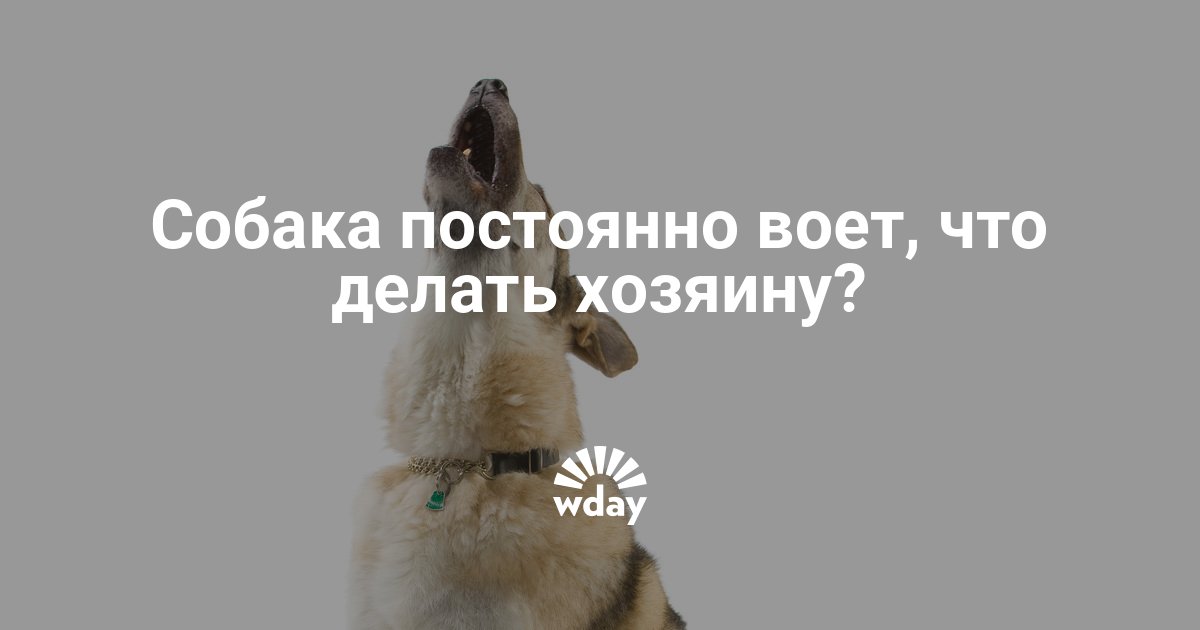 Собака лает у соседей: что делать по закону? :: businessman.ru