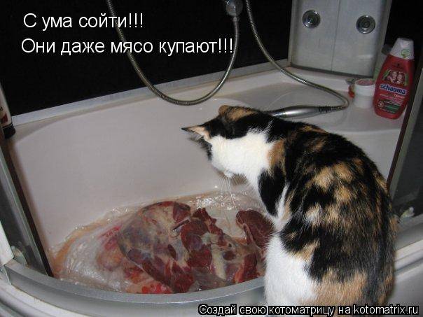 Кошка сходила