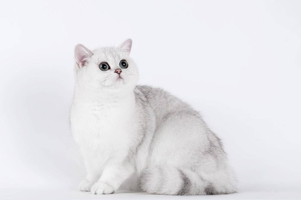 Кошки шиншиллы серебристые: описание, характер, уход, требования к стандарту, цена