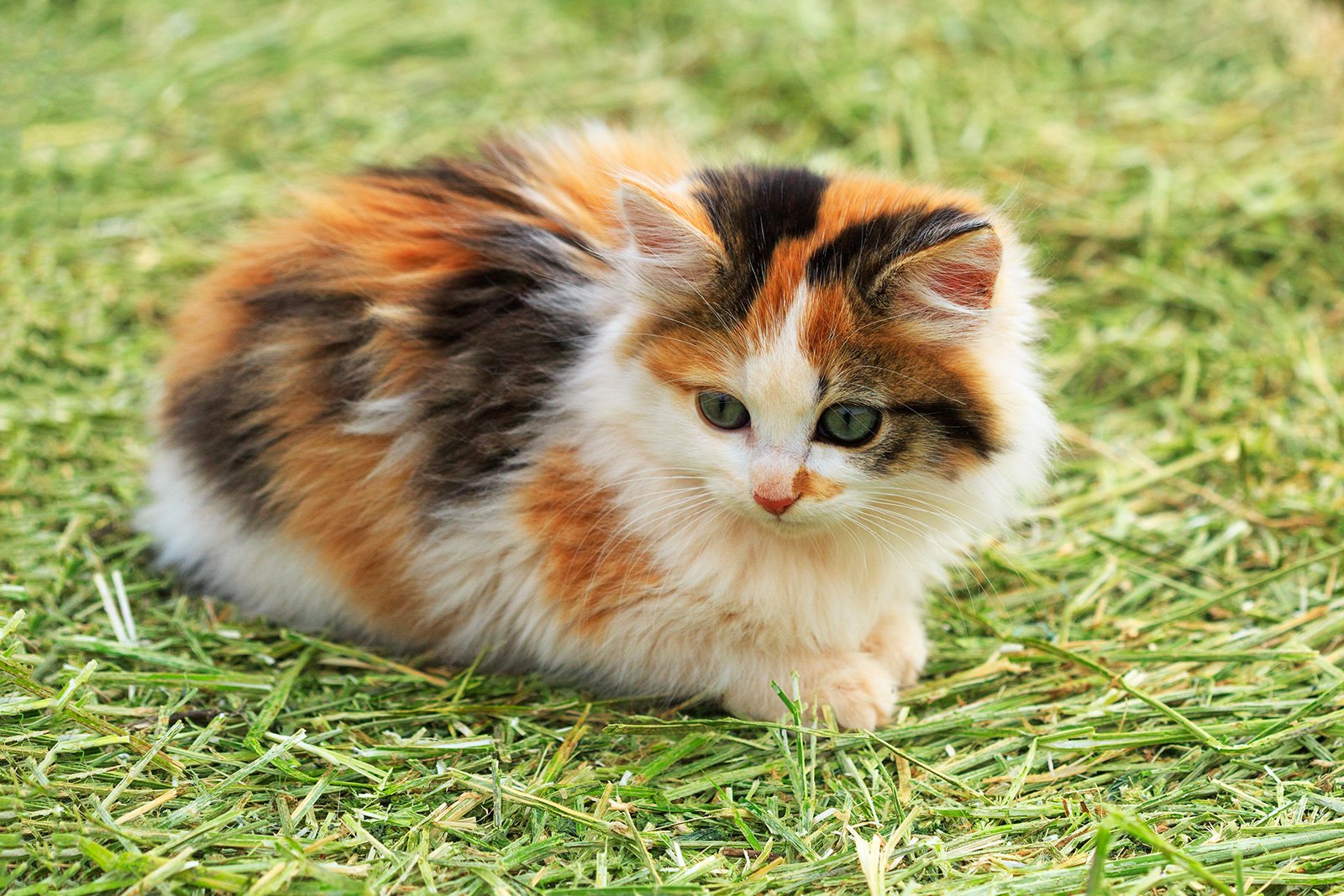 Трехцветная кошка в доме: приметы, поверья и суеверия