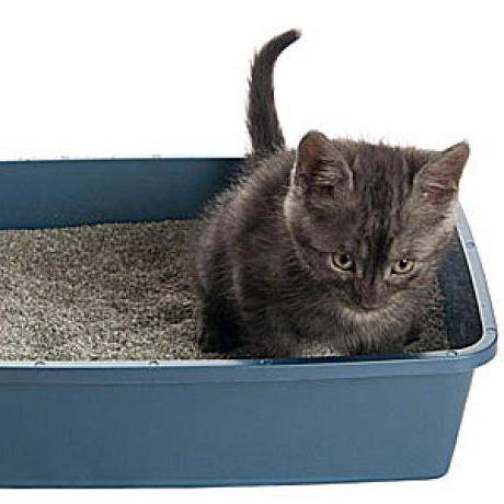 Как приучить котёнка к лотку быстро, можно ли за 1 день, советы ветеринаров
