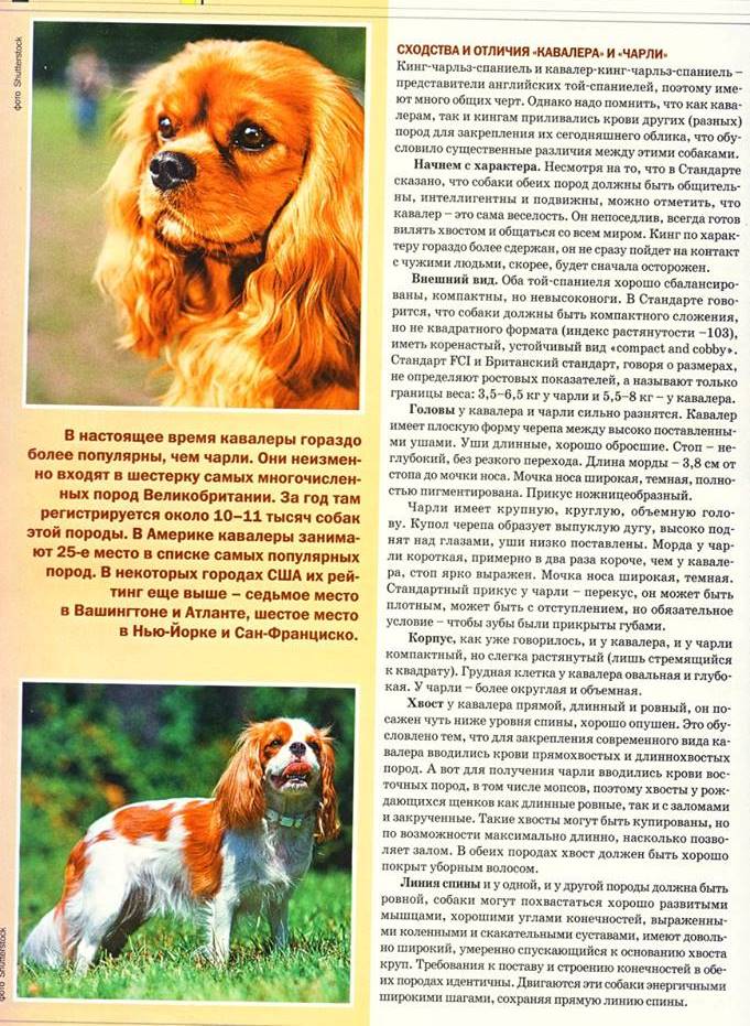 Карликовый континентальный той спаниель - стандарт породы и уход