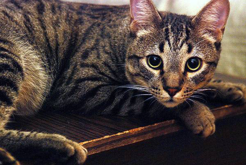 Калифорнийская сияющая кошка. особенности разведения. стоимость котят - мир кошек