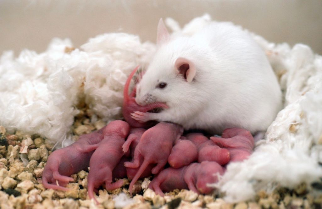 Чем питаются мыши