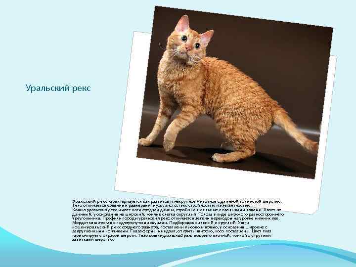 Кошка породы девон рекс: 135 фото и видео рекомендации по выбору котенка