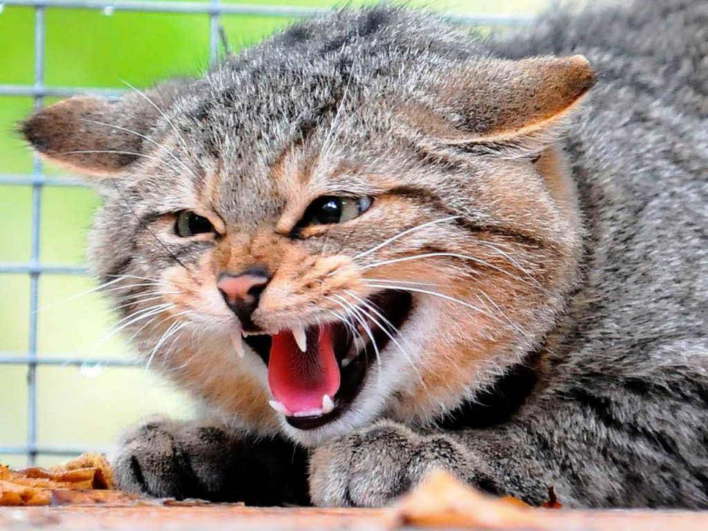 Кошка агрессивная фото