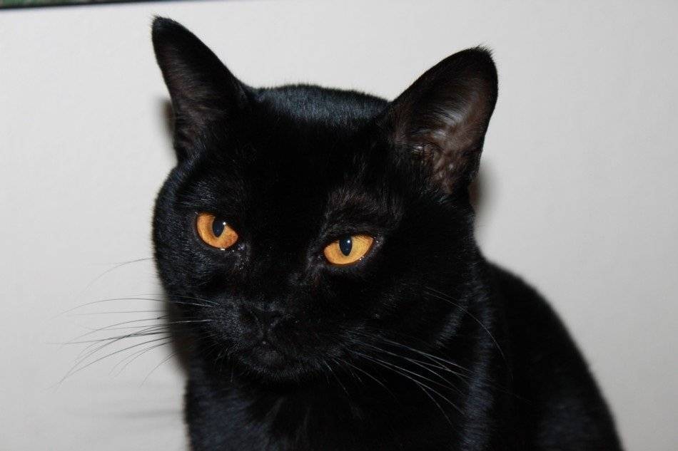 Чёрный кот с зелёными глазами: список пород с фото