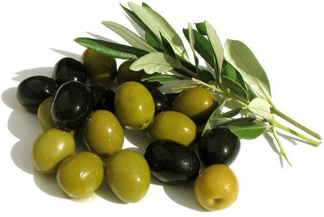 Почему кошки любят оливки и маслины, что их привлекает? почему кот любит оливки: причины, можно ли давать, польза и вред для животного можно ли давать кошкам маслины