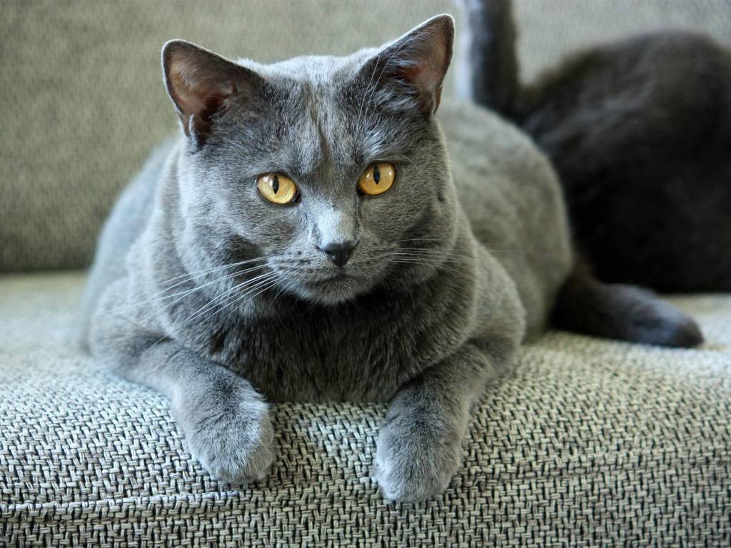 Картезианская кошка (шартрез) — описание породы