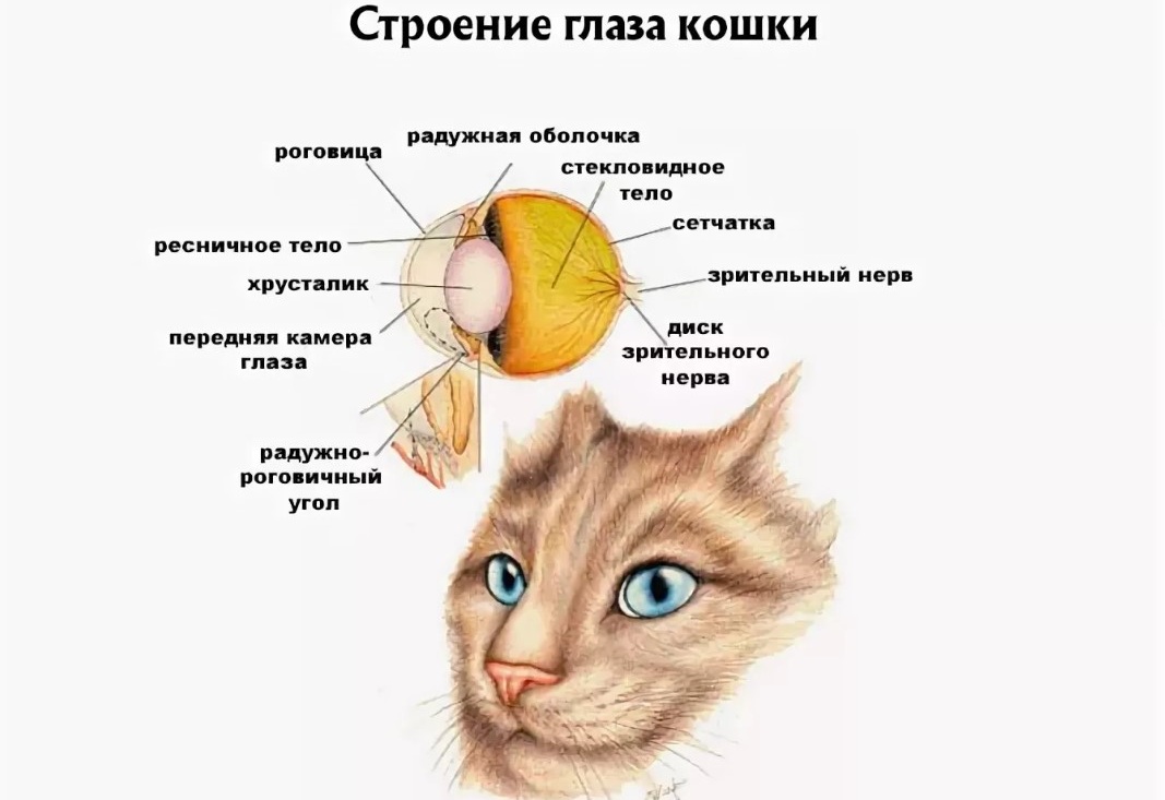 Строение глаза кошки