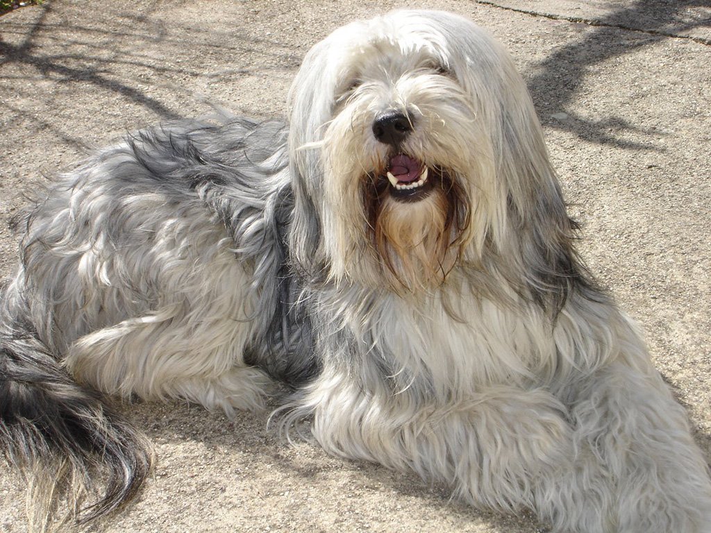 Горная пиренейская собака: описание породы, характер, дрессировка, отзывы