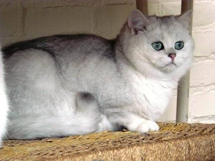 Кошки британские шиншиллы: описание породы, характер, особенности ухода, история