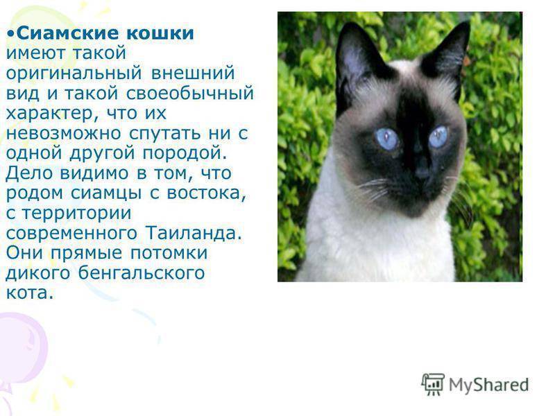 Познакомьтесь с беларусом, очаровательным косоглазым котом, который у всех крадет сердца (13 фото + 2 видео)