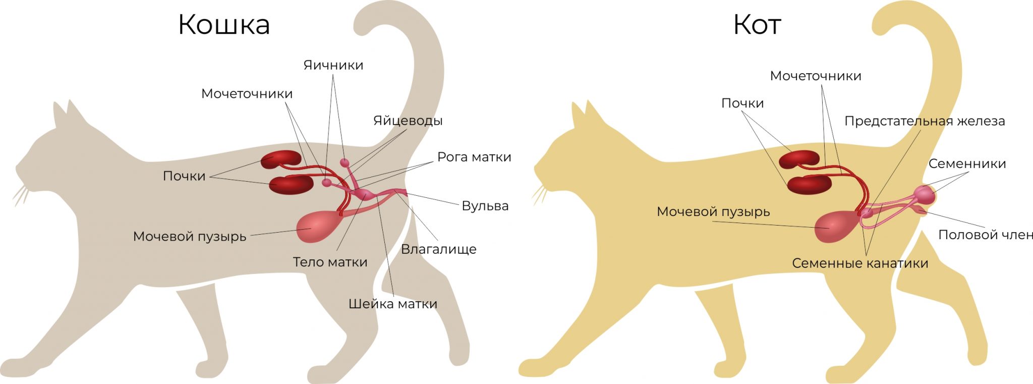 Послеоперационный период у кошки после стерилизации