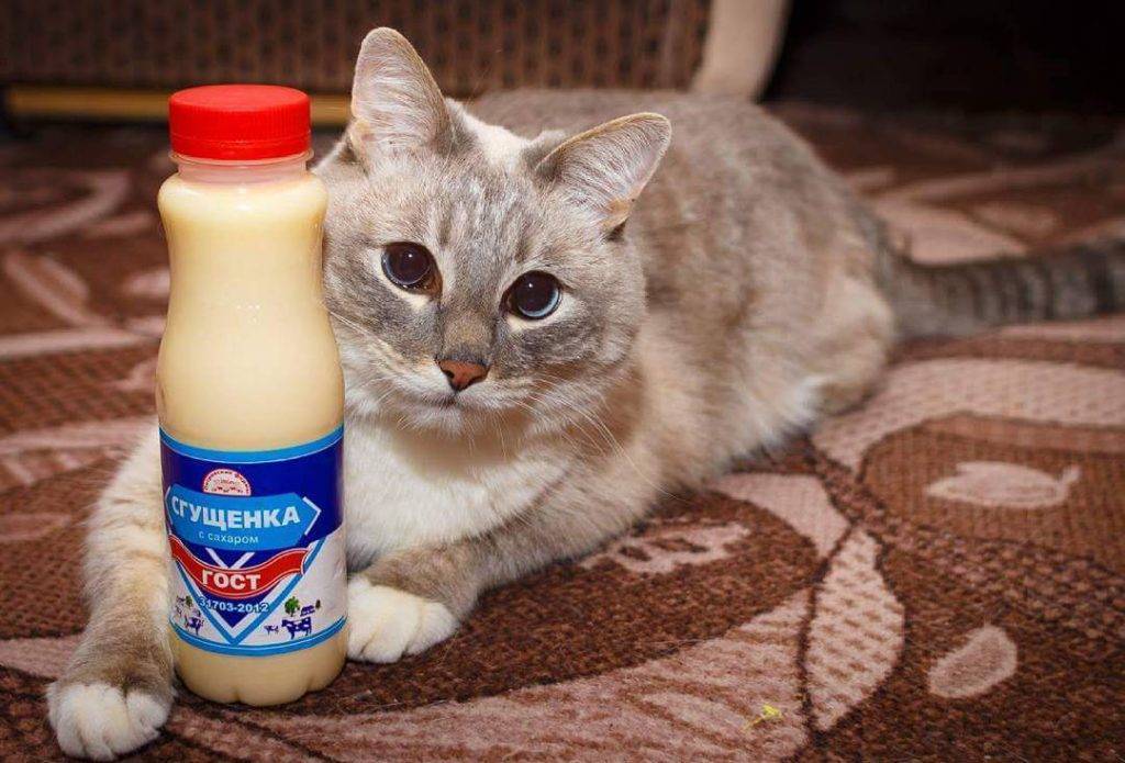 Можно ли кошкам давать молоко, в каких случаях