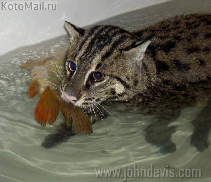 Виверровый кот - любитель порыбачить