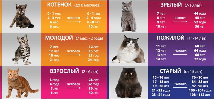 Как определить кошачий возраст по человеческим меркам с помощью таблицы