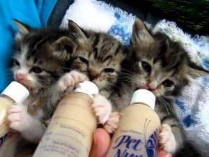 Почему котам нельзя молоко