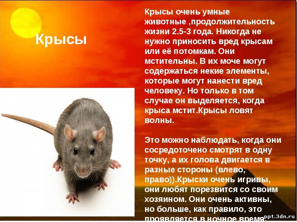 В гостях у крыс: как правильно выбрать грызуна и ухаживать за ним
