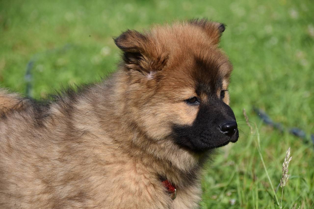 Евразиеры (28 фото): описание породы собак, особенности ухода за щенками