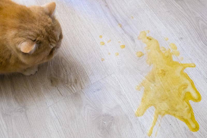 Кот блюет – причины, методы диагностики и способы лечения тошноты и рвоты в условиях клиники и дома