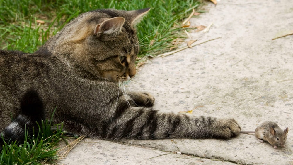 Примеры пород котов которые ловят крыс и мышей: варианты как определить охотника