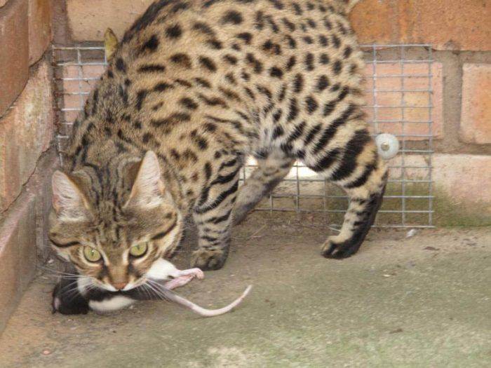 Порода африканских диких котов сервал: характер и содержание в домашних условиях